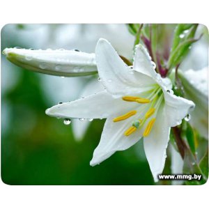 Buro BU-M20041 "лилия"